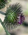 Wood Burdock - Arctium nemorosum Lej.