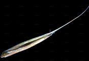 Field Brome - Bromus arvensis L.
