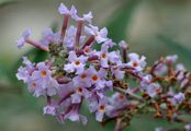 Butterfly-Bush - Buddleja davidii Franch.