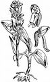 Grüne Hohlzunge - Dactylorhiza viridis (L.) R. M. Bateman, Pridgeon & M. W. Chase
