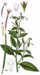 Rosenrotes Weidenröschen - Epilobium roseum Schreb. 