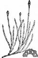 Bunter Schachtelhalm - Equisetum variegatum F. Weber & D. Mohr