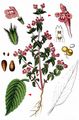 Broad-Leaved Hemp-Nettle - Galeopsis ladanum L.