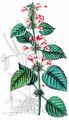 Downy Hemp-Nettle - Galeopsis pubescens Besser