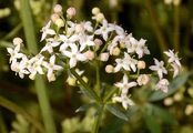 White Bedstraw - Galium album Mill.