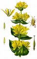 Gelber Enzian - Gentiana lutea L.