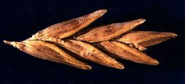 Reed Sweet-Grass - Glyceria maxima (Hartm.) Holmb.