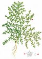 Hairy Rupturewort - Herniaria hirsuta L.