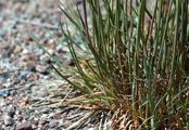 Blue Hair-Grass - Koeleria glauca (Schrad.) DC.