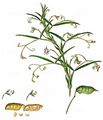Indian Pea - Lathyrus sativus L.