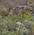 Berg-Haarstrang - Peucedanum oreoselinum (L.) Moench