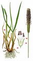 Timothy - Phleum pratense L.