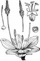 Mittel-Wegerich - Plantago media L.
