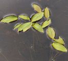 Broad-Leaved Pondweed - Potamogeton natans L.