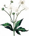 Platanenblättriger Hahnenfuß - Ranunculus platanifolius L.