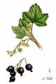 Black Currant - Ribes nigrum L.