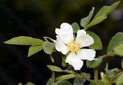 Hairy Dog-Rose - Rosa caesia Sm.