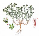 Annual Knawel - Scleranthus annuus L.