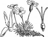 Stängelloses Leimkraut - Silene acaulis (L.) Jacq.