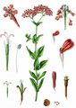 Nelken-Leimkraut - Silene armeria L.