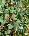 Rauschbeere - Vaccinium uliginosum L.