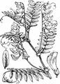 Wood Vetch - Vicia sylvatica L.