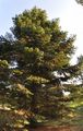 Colorado White-Fir - Abies concolor (Gordon) Hildebr.