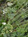 Fool's Parsley - Aethusa cynapium L.