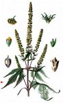 Dreilappige Ambrosie - Ambrosia trifida L. 