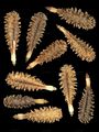 Hunds-Kerbel - Anthriscus caucalis M. Bieb.