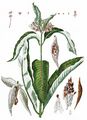 Butterfly Flower - Asclepias syriaca L.