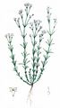 Squinancywort - Asperula cynanchica L.