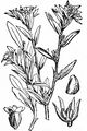 Field Gromwell - Buglossoides arvensis (L.) I. M. Johnst.