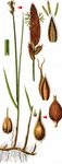 Zweizeilige Segge - Carex disticha Huds. 
