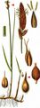 Brown Sedge - Carex disticha Huds.