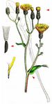 Weichhaariger Pippau - Crepis mollis (Jacq.) Asch. 