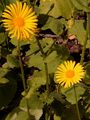 Leopard's-Bane - Doronicum pardalianches L.
