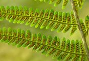 Male-Fern - Dryopteris filix-mas (L.) Schott