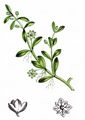 Eight-Stamened Waterwort - Elatine hydropiper L.