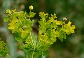 Glänzende Wolfsmilch - Euphorbia lucida Waldst. & Kit.