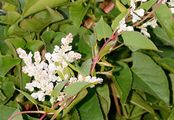 Winden-Knöterich - Fallopia convolvulus (L.) Á. Löve
