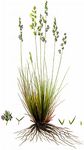 Blaugrüner Schwingel - Festuca csikhegyensis Simonk. 