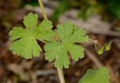 Hedgerow Crane's-Bill - Geranium pyrenaicum Burm. f.