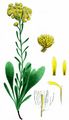 Strawflower - Helichrysum arenarium (L.) Moench