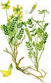 Gewöhnlicher Hufeisenklee - Hippocrepis comosa L.