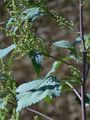 Marsh-Elder - Iva xanthiifolia Nutt.