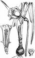 Gelbe Narzisse - Narcissus pseudonarcissus L.
