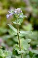 Cat-Mint - Nepeta cataria L.