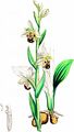 Bienen-Ragwurz - Ophrys apifera Huds.