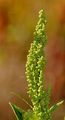 Upright Goosefoot - Oxybasis urbica (L.) S. Fuentes & al.